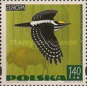 Eurasian Three-toed Woodpecker (Picoides tridactylus)