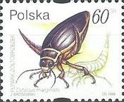Great Diving Beetle (Dytiscus marginalis)