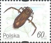 Lesser Water Boatman (Corixa punctata)