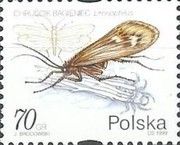 Caddisfly (Limnephilus griseus)