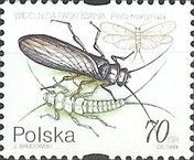 Stonefly (Perla marginata)