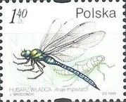 Emperor Dragonfly (Anax imperator)