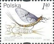Mayfly (Ephemera vulgata)