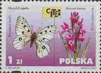 Apollo (Parnassius apollo), Elder-flowered Orchid