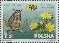 Eurasian Eagle Owl (Bubo bubo), Yellow Pheasent's Eye (Adoni