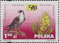Peregrine Falcon (Falco peregrinus), Pale-flowered Orchid