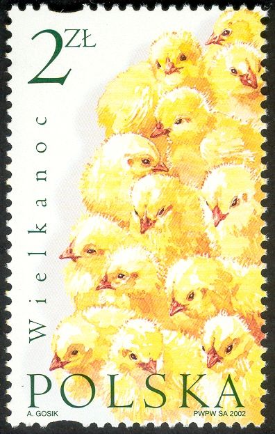 Chicken (Gallus gallus domesticus)