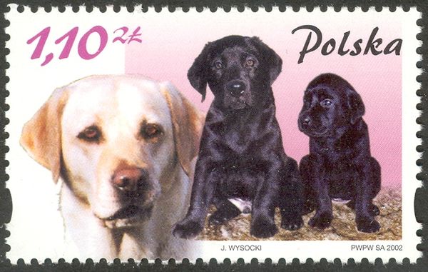 Labrador Retriever (Canis lupus familiaris)