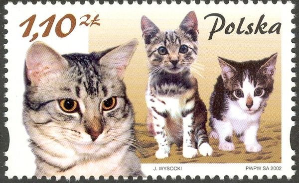 European Shorthair (Felis silvestris catus)