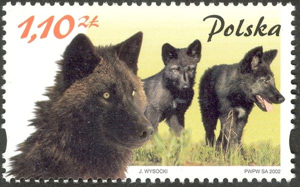 Wolf (Canis lupus)