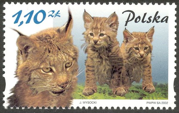 Eurasian Lynx (Lynx lynx)