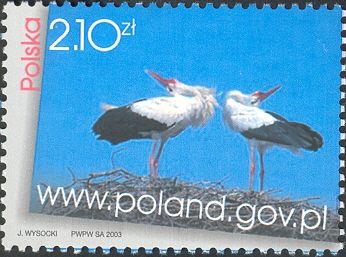 White Stork (Ciconia ciconia) and Polish Government Internet