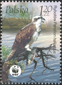 Osprey (Pandion haliaetus)
