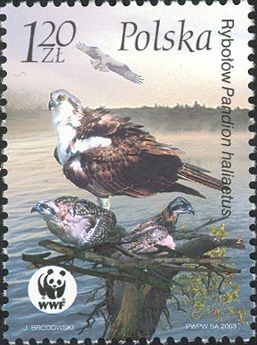 Osprey (Pandion haliaetus)