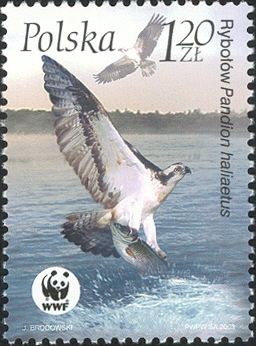 Osprey (Pandion haliaetus)