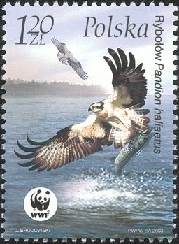 Osprey (Pandion haliaetus)