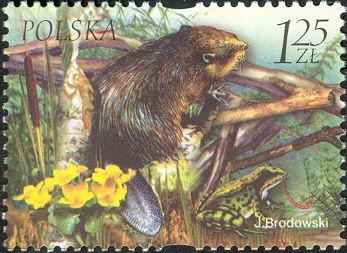 Eurasian Beaver (Castor fiber), Frog, Plants