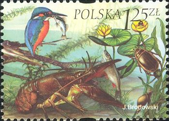 Kingfisher, Crayfish, Snail, Beetle, Plants