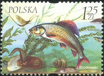 Grayling, Leech, Mussel, Snail