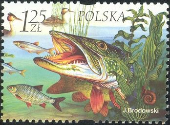 Pike, Fish, Grebe, Plants