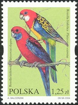 Crimson Rosella (Platycercus elegans), Eastern Rosella (Plat