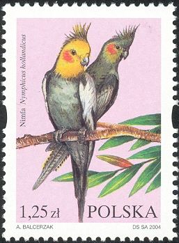 Cockatiel (Nymphicus hollandicus)