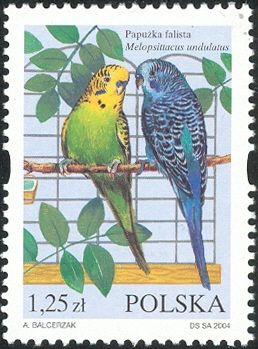 Budgerigar (Melopsittacus undulatus)