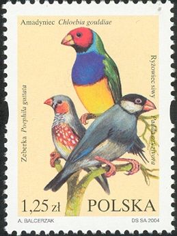 Gouldian Finch (Chloebia gouldiae), Zebra Finch (Poephilla