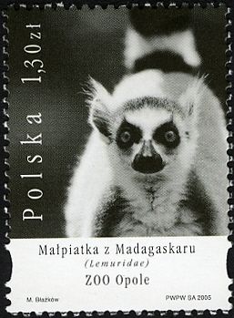 Ring-tailed Lemur (Lemur catta), Opole Zoo