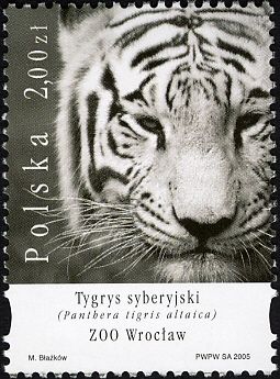 Siberian Tiger (Panthera tigris altaica), Wroclaw Zoo