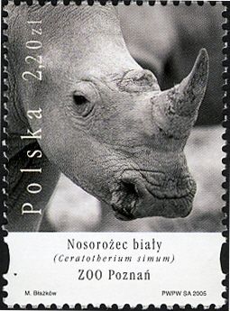 White Rhinoceros (Ceratotherium simum), Poznan Zoo