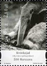 Giant Anteater (Myrmecophaga tridactyla), Warsaw Zoo