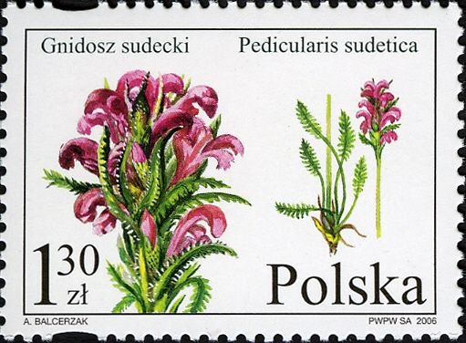 Pedicularis sudetica