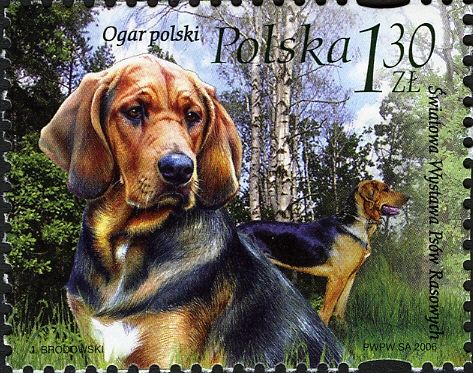 Polish Hound - Ogar Polski (Canis lupus familiaris)