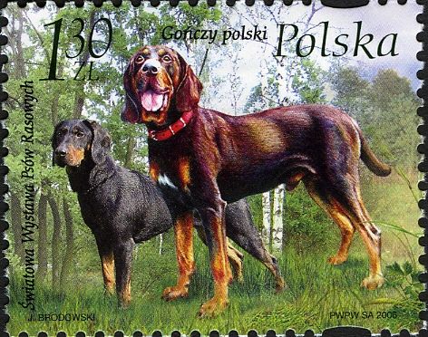 Polish Hunting Dog - Gończy Polski (Canis lupus familiaris)