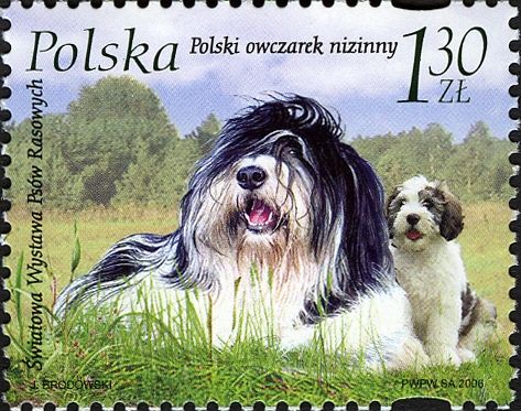 Polish Lowland Sheepdog (Canis lupus familiaris)