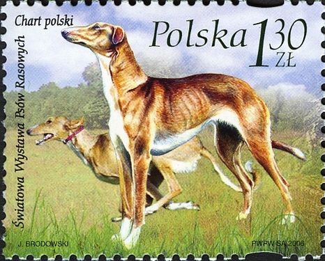 Polish Greyhound (Canis lupus familiaris)