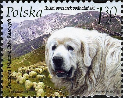 Polish Tatra Shepherd Dog (Canis lupus familiaris)