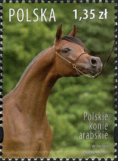 Polish Arabians (Equus ferus caballus)
