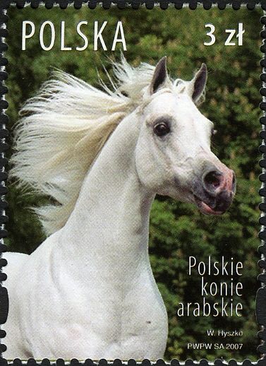 Polish Arabians (Equus ferus caballus)