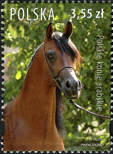 Polish Arabians (Equus ferus caballus)