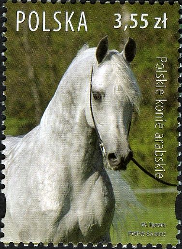 Polish Arabians (Equus ferus caballus)