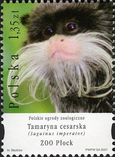 Emperor Tamarin (Saguinus imperator)