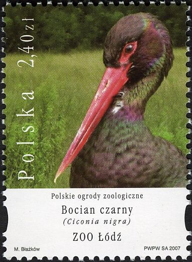 Black Stork (Ciconia nigra)