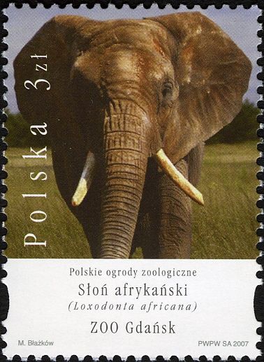African Elephant (Loxodonta africana)
