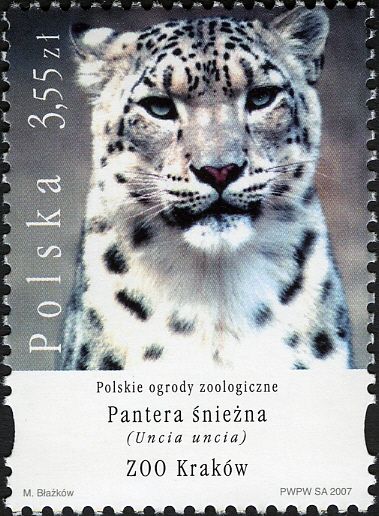 Snow Leopard (Panthera uncia)
