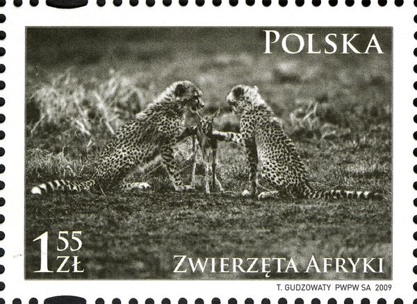First Lesson of Killing (Cheetahs and Antelope)