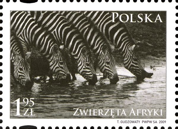 Plains Zebra (Equus quagga)