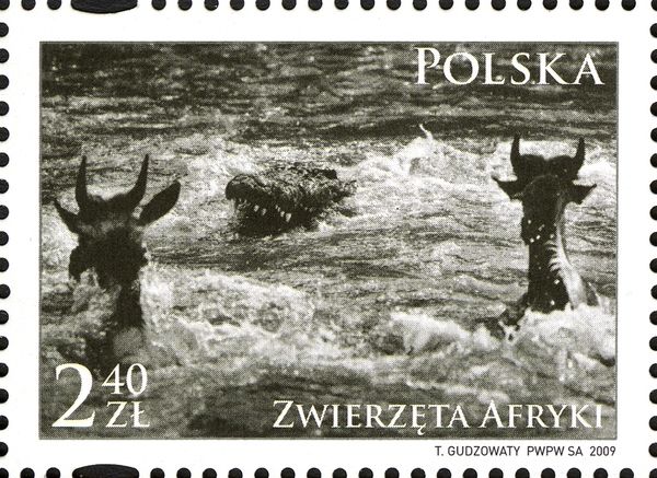 Nile Crocodile (Crocodylus niloticus), Wildebeest (Connochae