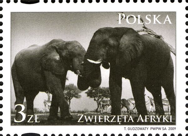 African Elephant (Loxodonta africana)